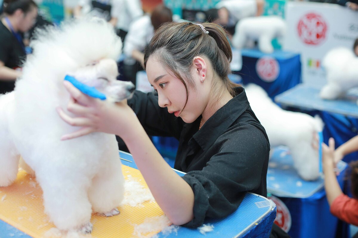 宠物医疗与护理
